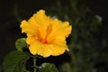 Closeup shot of a beautiful yellow Hibiscus flower on the dark and blurred background Royalty Free Stock Photo