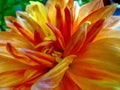 Closeup shot of a beautiful yellow and orange flower with waterdrops on the leaves Royalty Free Stock Photo