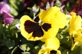 Closeup shot of beautiful yellow pansy during a sunny spring day Royalty Free Stock Photo