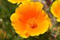 Closeup shot of a beautiful yellow poppy on a sunny day Royalty Free Stock Photo