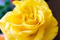 Closeup shot of a beautiful yellow rose Royalty Free Stock Photo