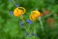 Closeup shot of beautiful yellow tiger lily flowers on a blurred background Royalty Free Stock Photo