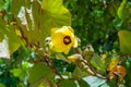 Closeup shot of a beautiful yellow tropical flower of Sea Hibiscus Royalty Free Stock Photo