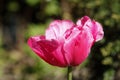 Closeup shot of the beautifully blossomed pink tulip covered in water droplets Royalty Free Stock Photo