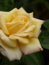 Closeup shot of the beautifully blossomed yellow rose