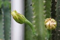 Closeup shot beauty of cactus flower, beautiful bud in tropical forest, selective focus, blurred background. Royalty Free Stock Photo