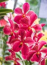 Scarlet Paphiopedilum orchid. Royalty Free Stock Photo