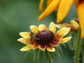 Closeup shot of a bee on a beautiful coneflower in a field