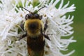 Closeup shot of a bee on a blooming white flower on a green background Royalty Free Stock Photo