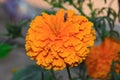 Closeup shot of a bee on a bright orange marigold flower Royalty Free Stock Photo