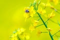 Closeup shot of a bee collecting nectar from a rapeseed flower Royalty Free Stock Photo