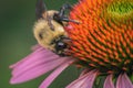 Closeup shot of a bee collecting pollen on a purple echinacea flower Royalty Free Stock Photo