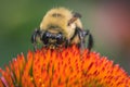 Closeup shot of a bee collecting pollen on a purple echinacea flower Royalty Free Stock Photo