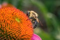 Closeup shot of a bee collecting pollen on a purple echinacea flower Royalty Free Stock Photo