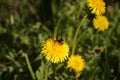 Closeup shot of a bee collecting pollen on a yellow dandelion flower Royalty Free Stock Photo