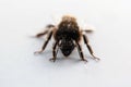 Closeup shot of a bee covered in pollen on the white surface Royalty Free Stock Photo