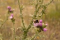 Closeup shot of a bee on the flower of Silybum marianum