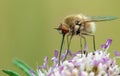 Closeup shot of a bee fly on a flower Royalty Free Stock Photo