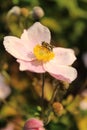 Closeup shot of a bee gathering nectar from a pink anemone flower Royalty Free Stock Photo