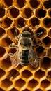 Closeup shot of bee and honeycomb, highlighting natural intricacies