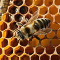 Closeup shot of bee and honeycomb, highlighting natural intricacies Royalty Free Stock Photo