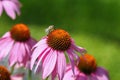 Closeup shot of a bee pollinating a purple coneflower