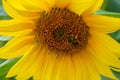 Closeup shot of a bee pollinating a sunflower Royalty Free Stock Photo