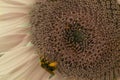 Closeup shot of a bee pollinating a sunflower Royalty Free Stock Photo