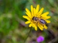 Closeup shot of a bee pollinating a yellow dandelion flower Royalty Free Stock Photo