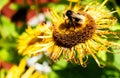 Closeup shot of a bee on a sunflower Royalty Free Stock Photo