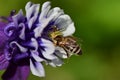 Closeup shot of a bee taking nectar from a beautiful, purple love-in-a-mist flower