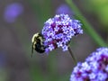 Closeup shot of a bee on verbena flowers in the filed
