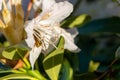 Closeup shot of a bee on a white blooming flower with greenery on the background Royalty Free Stock Photo