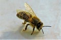 Closeup shot of a bee on the white surface Royalty Free Stock Photo