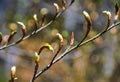 Closeup shot of beech buds of tree branches