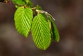 Closeup shot of beech leaves on a blurred background Royalty Free Stock Photo