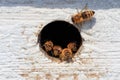 Closeup shot of a beehive hole with many bees Royalty Free Stock Photo