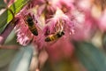 Closeup shot of bees collecting pollen from pink eucalyptus