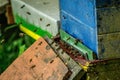 Closeup shot of bees flying near colorful wooden beehives for backyard beekeeping Royalty Free Stock Photo