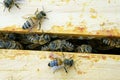 Closeup shot of the bees between the honey frames in the beehive