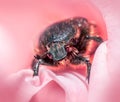 Closeup shot of a beetle inside a pink rose - perfect for background Royalty Free Stock Photo