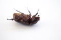Closeup shot of a beetle lying on a white background. Royalty Free Stock Photo