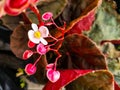 Closeup Shot of Begonia Cucullata Flower Royalty Free Stock Photo