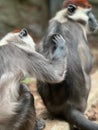 Closeup shot from behind of two Cherry-crowned Mangabeys scratching each other Royalty Free Stock Photo