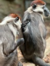 Closeup shot from behind of two Cherry-crowned Mangabeys scratching each other Royalty Free Stock Photo