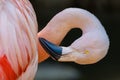 Closeup shot of a bendy Chilean Flamingo in Los Angeles Zoo, California Royalty Free Stock Photo