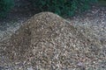 Closeup shot of a big anthill in the forest Royalty Free Stock Photo