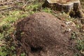 Closeup shot of a big anthill in the forest among the trees Royalty Free Stock Photo
