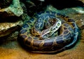 Closeup shot of a big coiled Anaconda snake on the rocks of the cave