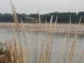 closeup shot of big grass by the coast of Chenab river in Akhnoor